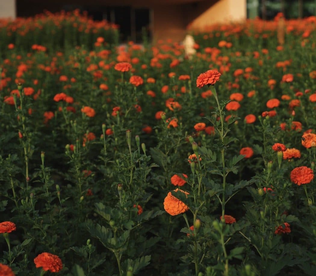 A field of marigold flowers at golden hour outside a modern hospital building in India